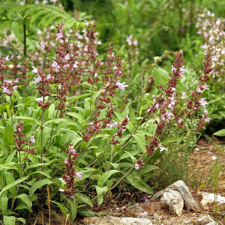 Salvia officinalis ~ Common Sage