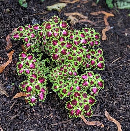 Solenostemon scutellariodes 'Iguazu' ~ Great Falls™ Iguazu Coleus