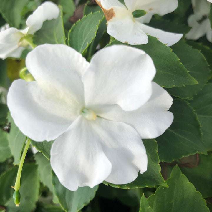 Impatiens walleriana 'PAS1357832' ~ Beacon® White Impatiens