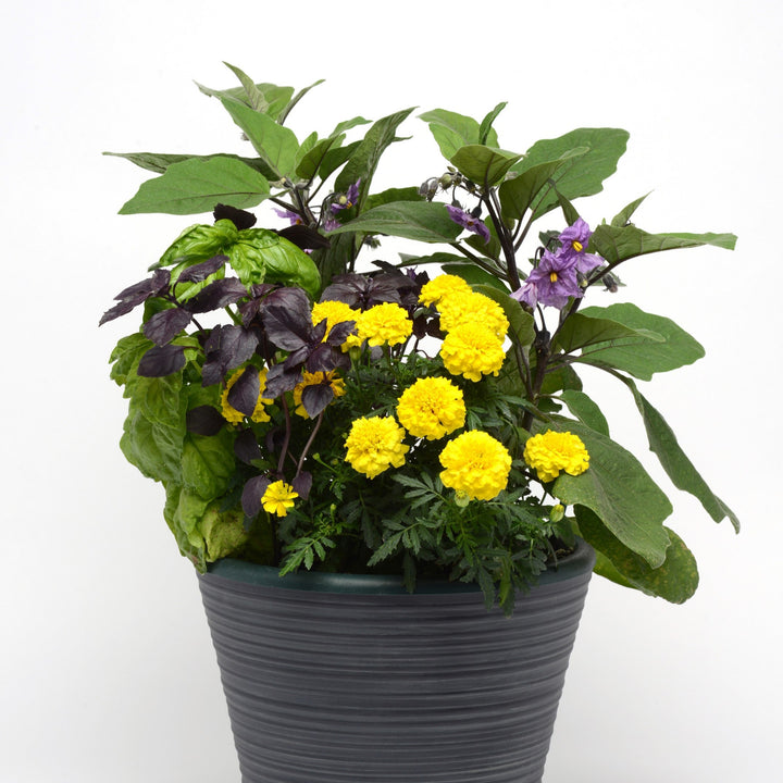 Tagetes patula 'PAS2276' ~ Bonanza™ Yellow French Marigold