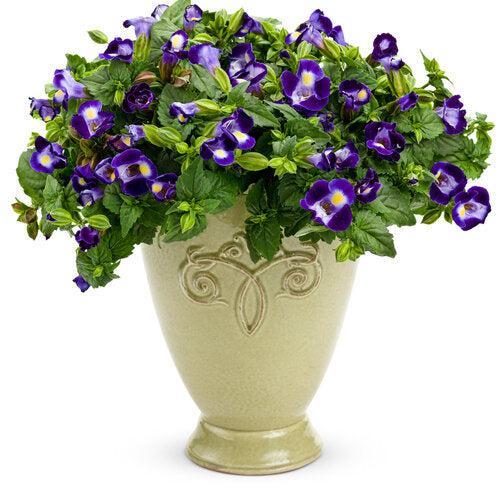 Torenia hybrid 'Dancat911' ~ PW® Catalina® Midnight Blue Wishbone Flower