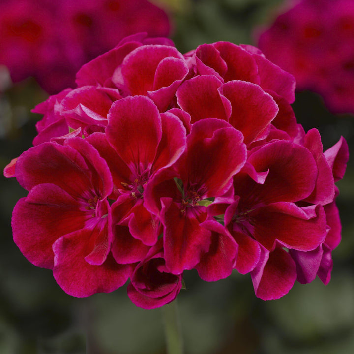 Pelargonium interspecific 'Calliope Crimson Flame' ~ Calliope® Medium Crimson Flame Geranium