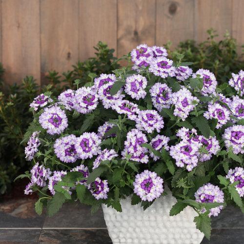 Verbena hybrid 'DVERBINPR' ~ PW® Superbena Sparkling® Amethyst Verbena