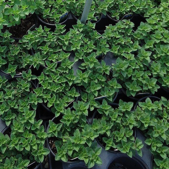 Origanum vulgare subsp. hirtum ~ Greek Oregano