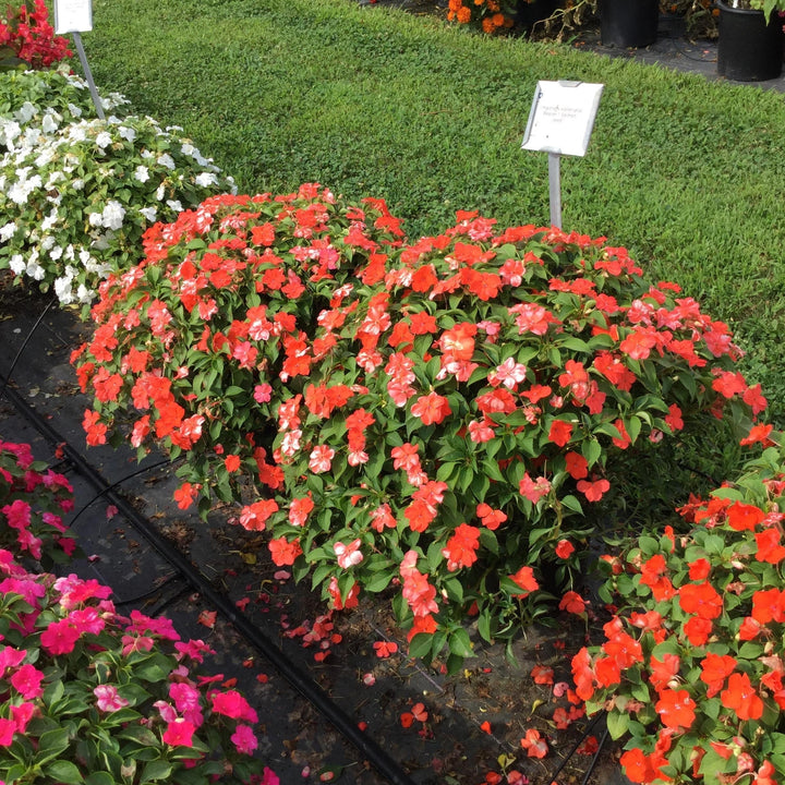 Impatiens walleriana 'PAS1357835' ~ Beacon® Salmon Impatiens