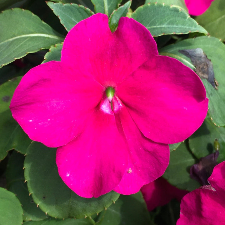Impatiens walleriana 'PAS1357834' ~ Beacon® Violet Shades Impatiens