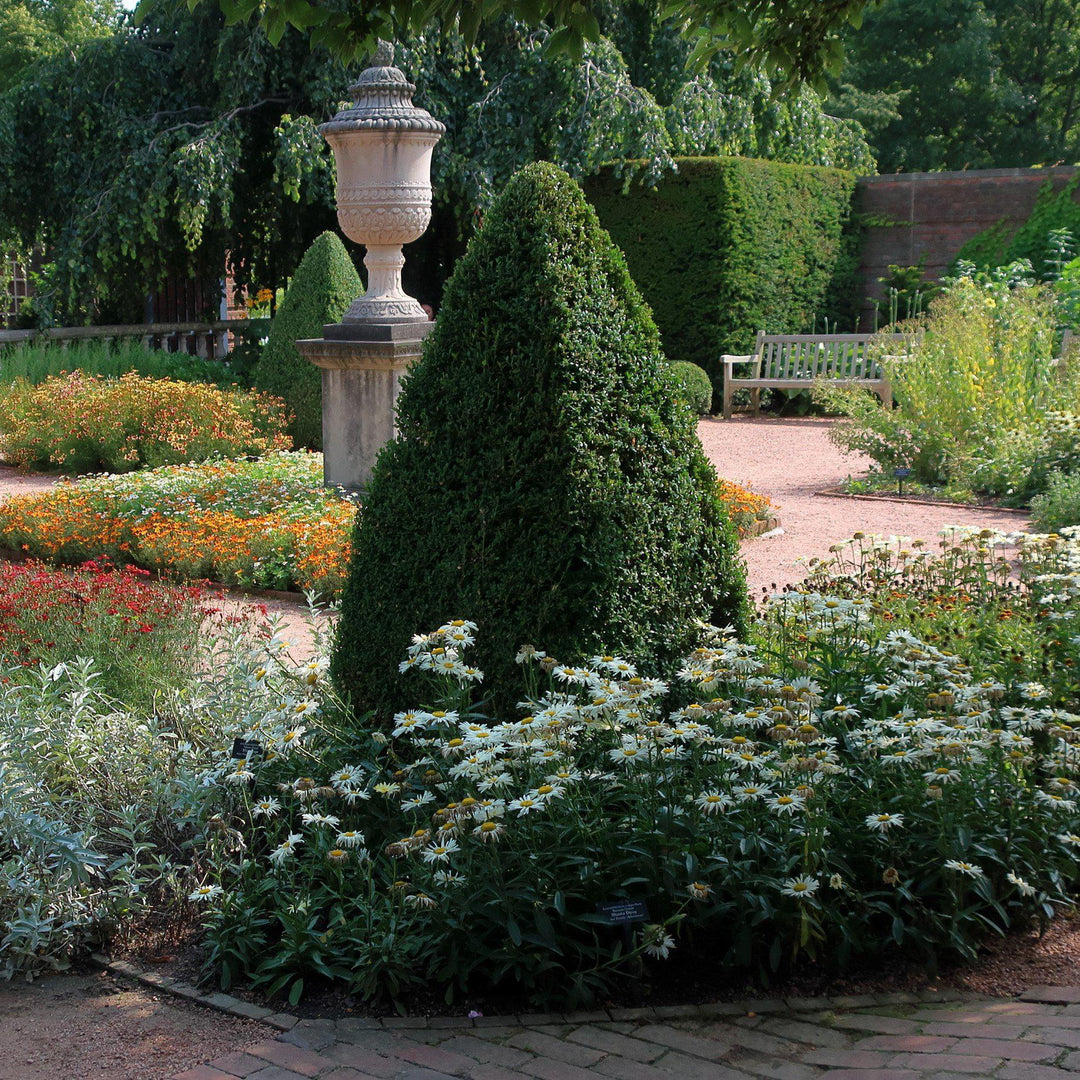 Green Mountain Boxwood