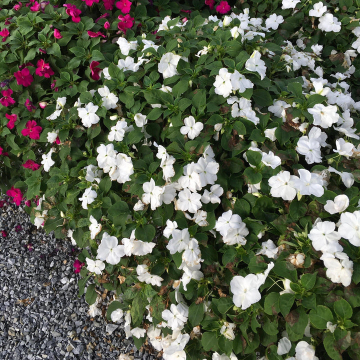 Impatiens walleriana 'PAS1357832' ~ Beacon® White Impatiens