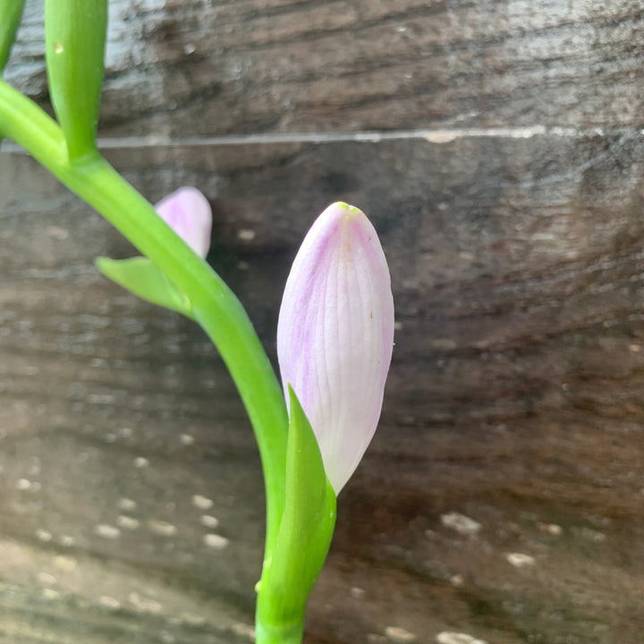 Hosta 'Guacamole' ~ Guacamole Hosta