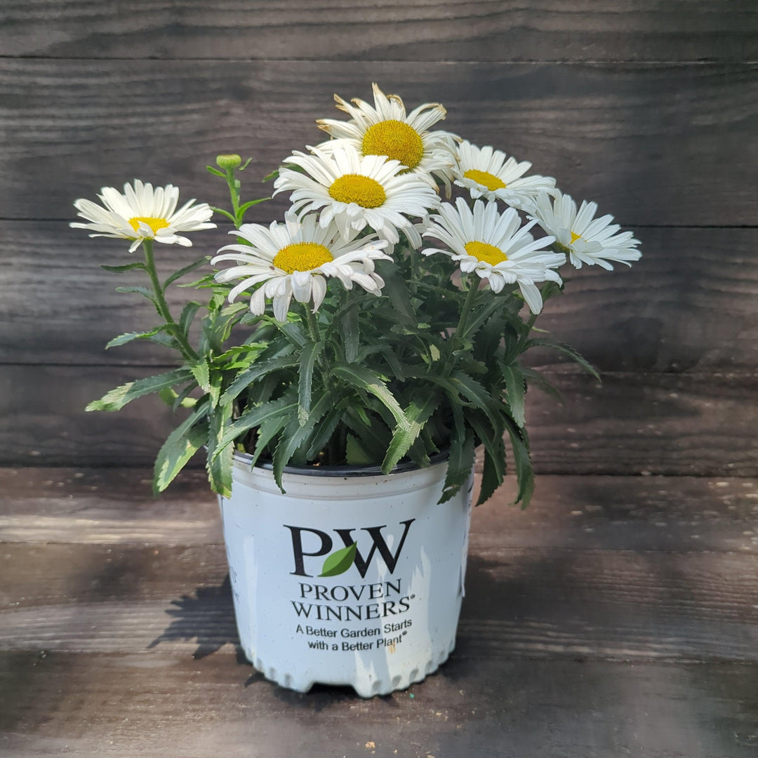 Amazing Daisies® Daisy May®  Shasta daisy
