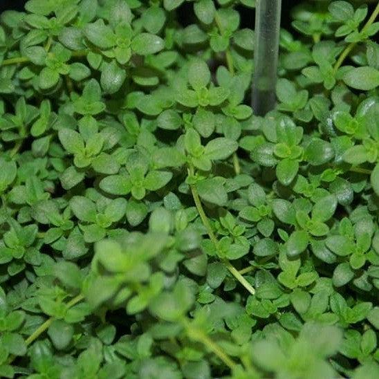 Thymus x citriodorus ~ Lemon Thyme