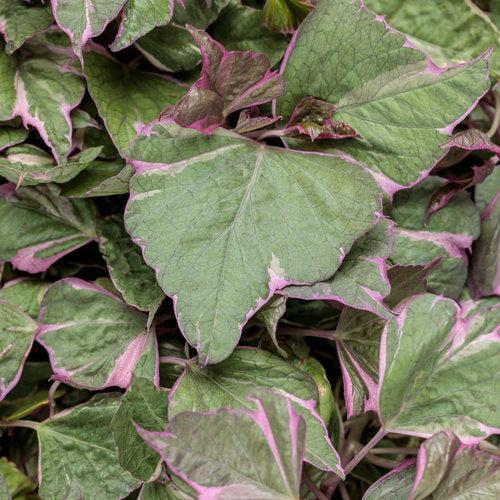 Ipomoea batatas ‘Tricolor’ ~ PW® Tricolor Sweet Potato