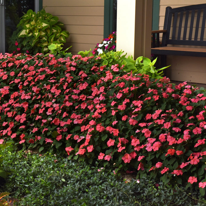 Impatiens walleriana 'PAS1413664' ~ Beacon® Coral Impatiens