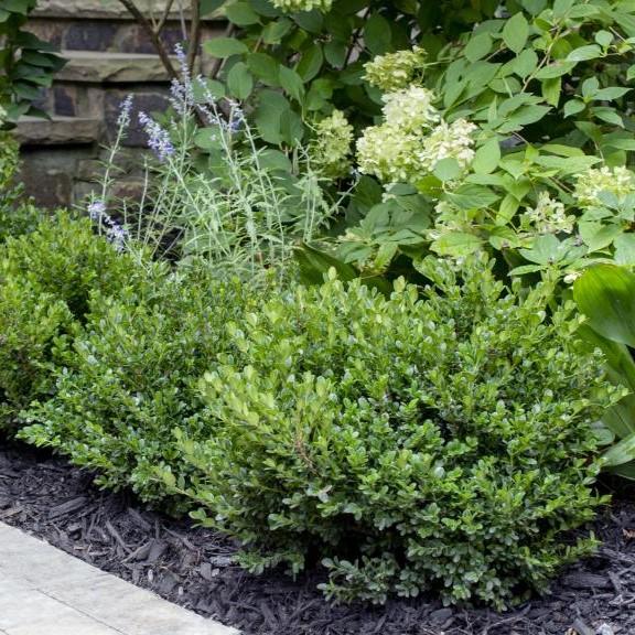 Little Missy Boxwood