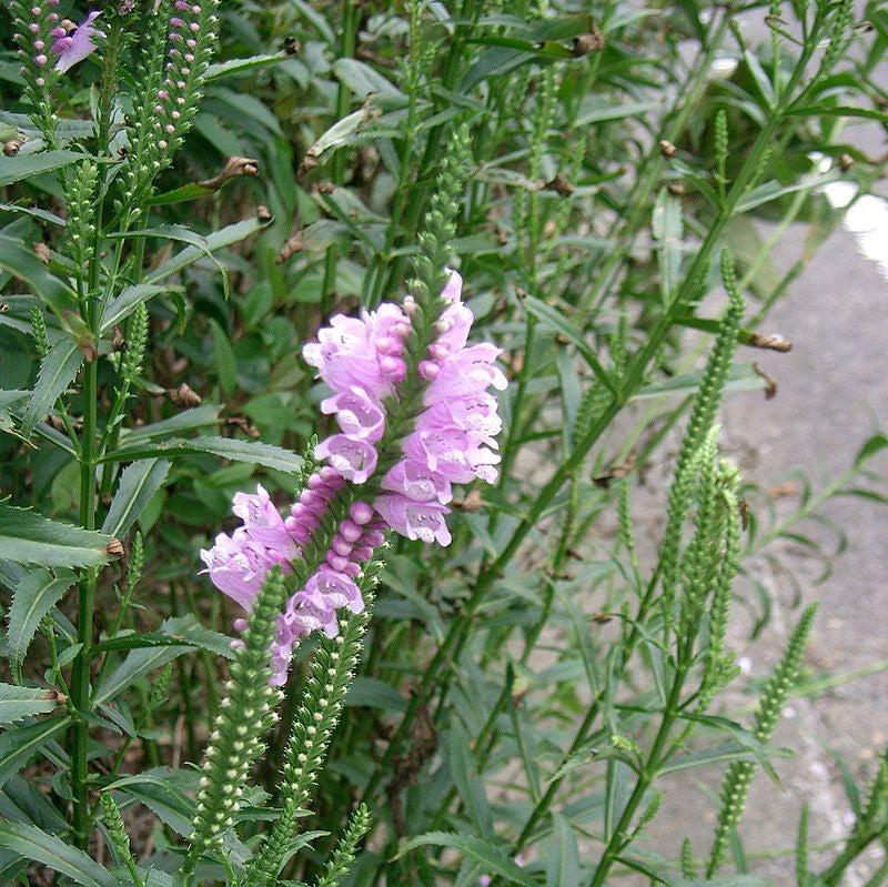Physostegia virginiana ~ Obedient Plant