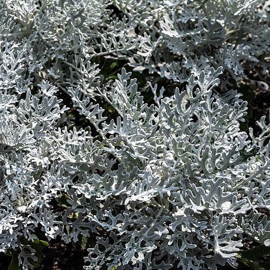 Senecio cineraria 'Silverdust' ~ Silverdust Dusty Miller