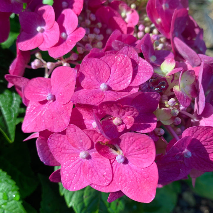 Hydrangea macrophylla 'Bailmacfive’ PP30,359 ~ Endless Summer® Summer Crush® Hydrangea