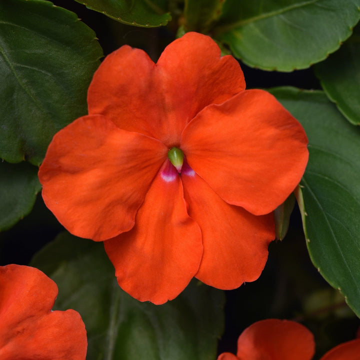 Impatiens walleriana 'PAS1377331' ~ Beacon® Orange Impatiens