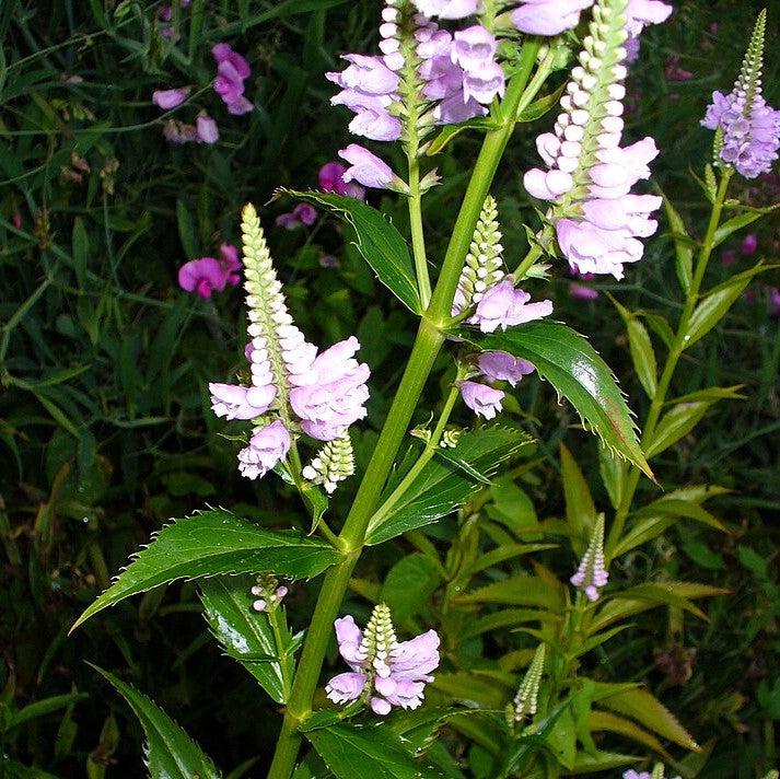 Physostegia virginiana ~ Obedient Plant