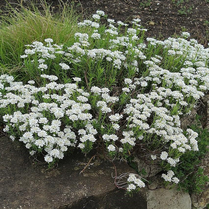 Iberis sempervirens 'Snowsurfer' ~ Snowsurfer™ Candytuft