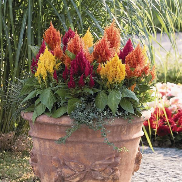Celosia plumosa 'Fresh Look Mix' ~ Fresh Look Mix Celosia