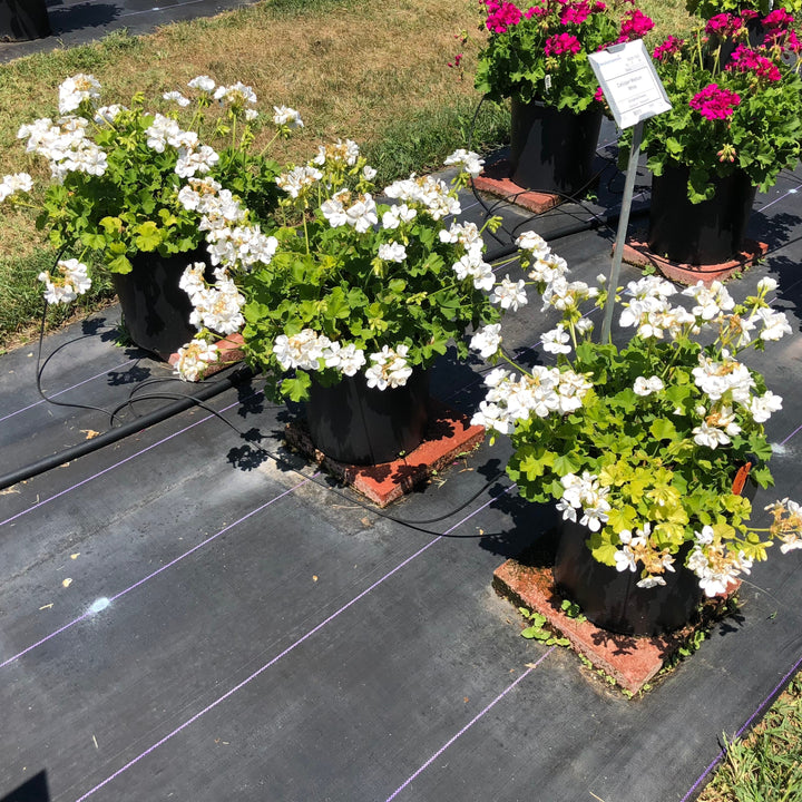 Pelargonium interspecific 'Calliope Medium White' ~ Calliope® Medium White Geranium