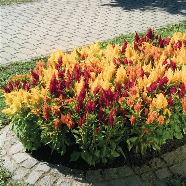 Celosia plumosa 'Fresh Look Mix' ~ Fresh Look Mix Celosia