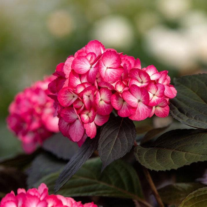 Hydrangea macrophylla 'Bailmacseven' ~ First Editions® Eclipse® Hydrangea