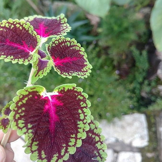 Solenostemon scutellariodes 'Iguazu' ~ Great Falls™ Iguazu Coleus