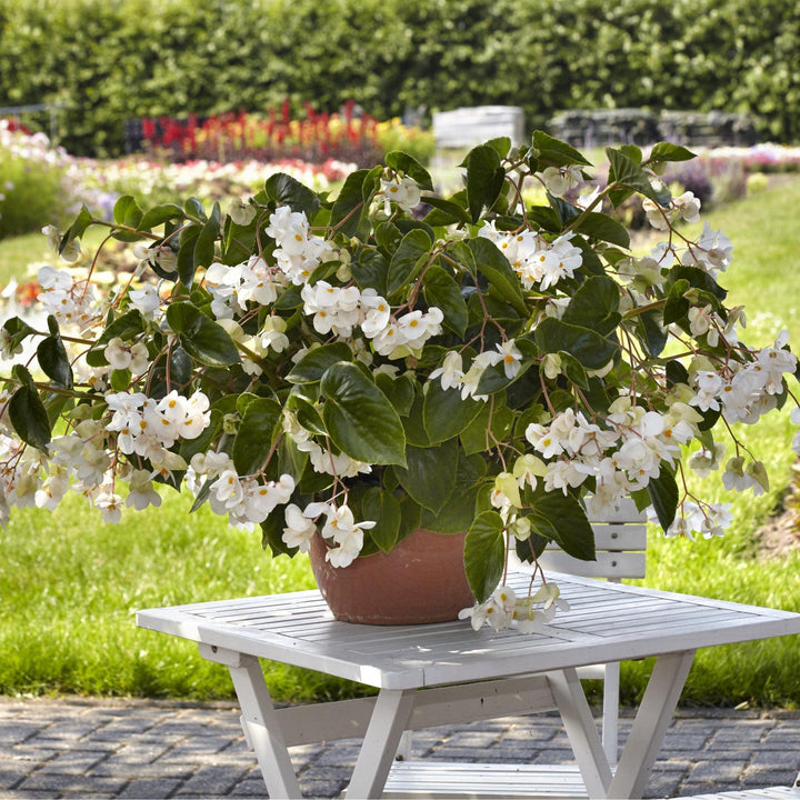 Begonia x 'PAS1484340' ~ Dragon Wing® White Begonia