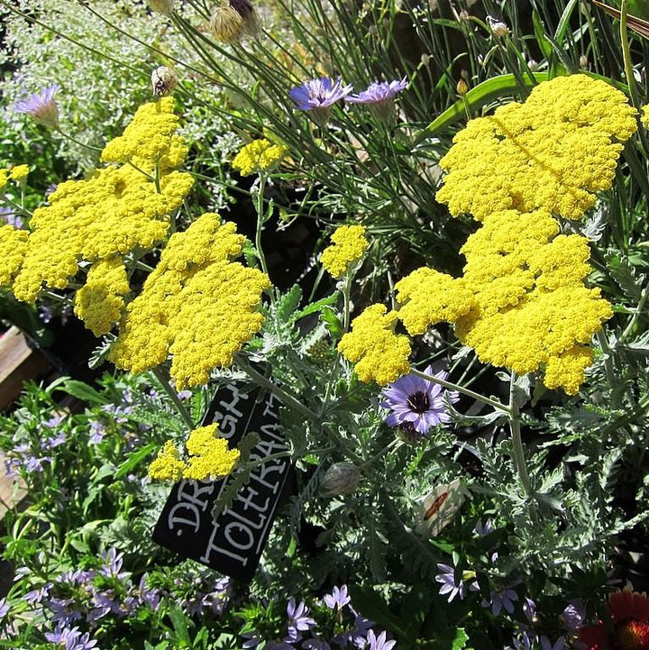 Achillea x 'Moonshine'  - Moonshine Yarrow