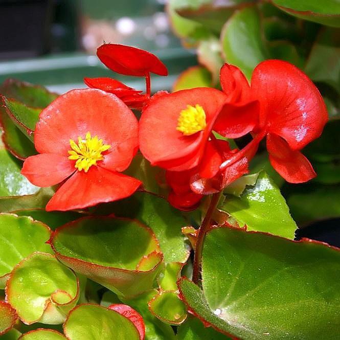 Begonia semperflorens 'Super Olympia Red'~ Super Olympia® Red Begonia