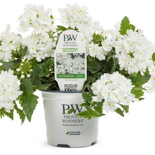 Verbena hybrid 'RIKA1832M3' ~ PW® Superbena® Whiteout™ Verbena