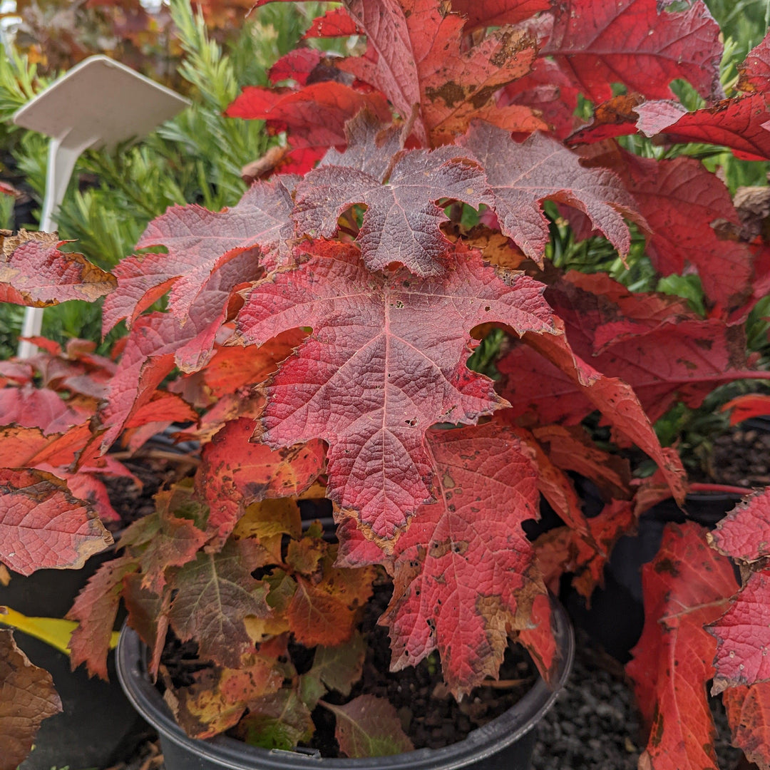 Hydrangea quercifolia 'Ruby Slippers'  - Ruby Slippers Oakleaf Hydrangea