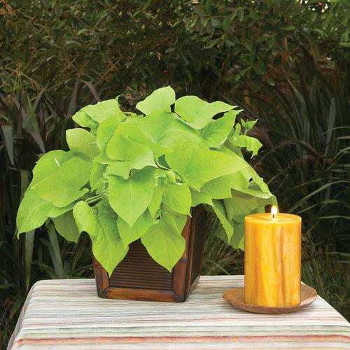 Ipomoea batatas ‘Marguerite’ ~ PW® Proven Accents® Marguerite Sweet Potato