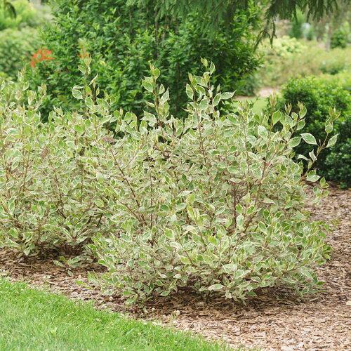 Cornus alba 'Verpaalen2' PP34,377 ~ Sgt. Pepper™ Dogwood