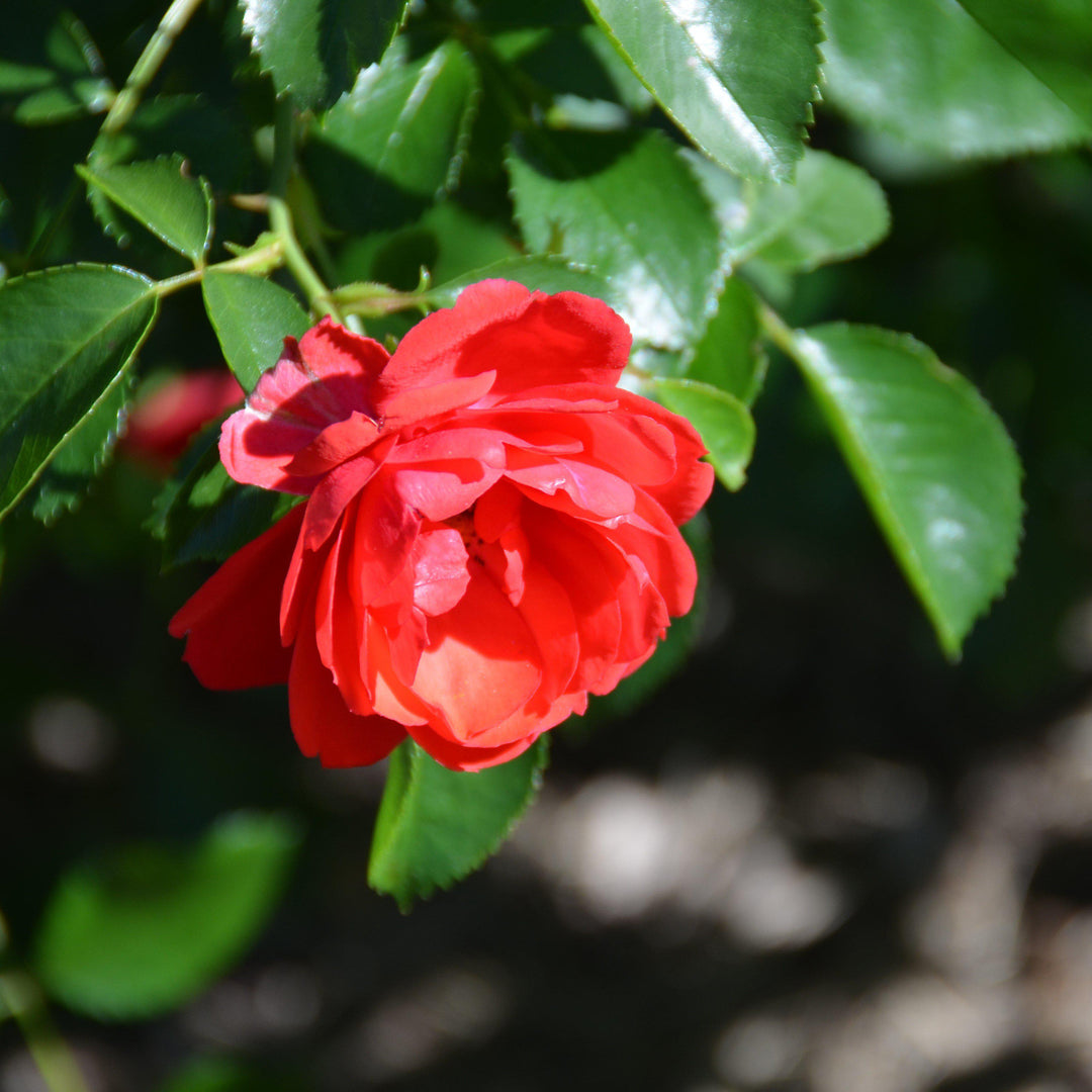 Rosa x 'NOA83100B'  - Flower Carpet® Scarlet Rose