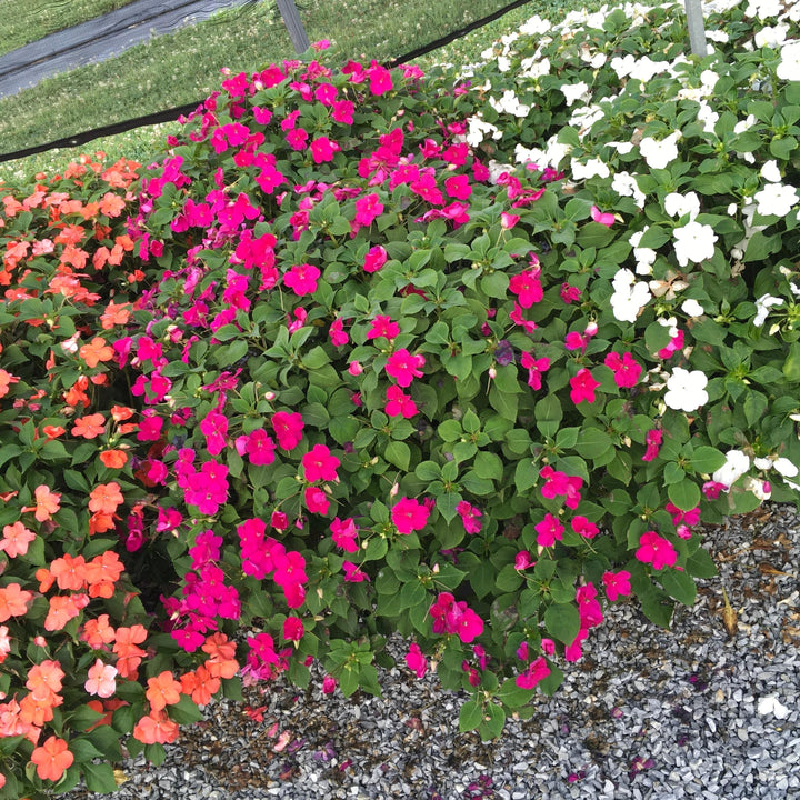 Impatiens walleriana 'PAS1357834' ~ Beacon® Violet Shades Impatiens