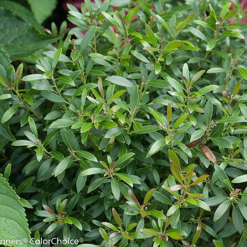 Ilex glabra 'SMNIGAB17'  - Gem Box® Inkberry Holly