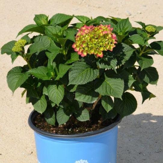 Hydrangea macrophylla 'Bailmacfive’ PP30,359 ~ Endless Summer® Summer Crush® Hydrangea