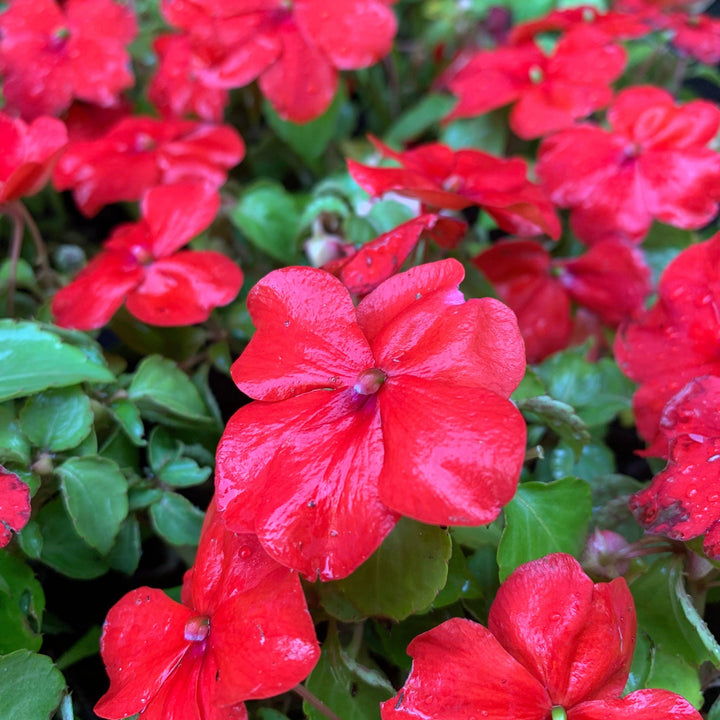Impatiens walleriana 'PAS1413665' ~ Beacon® Bright Red Impatiens