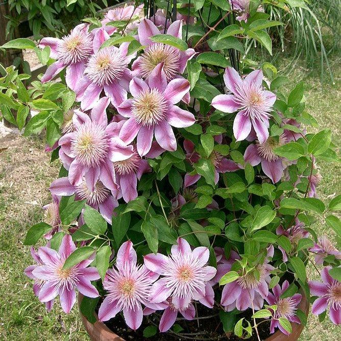 Clematis 'Evijohil' ~ Josephine™ Clematis