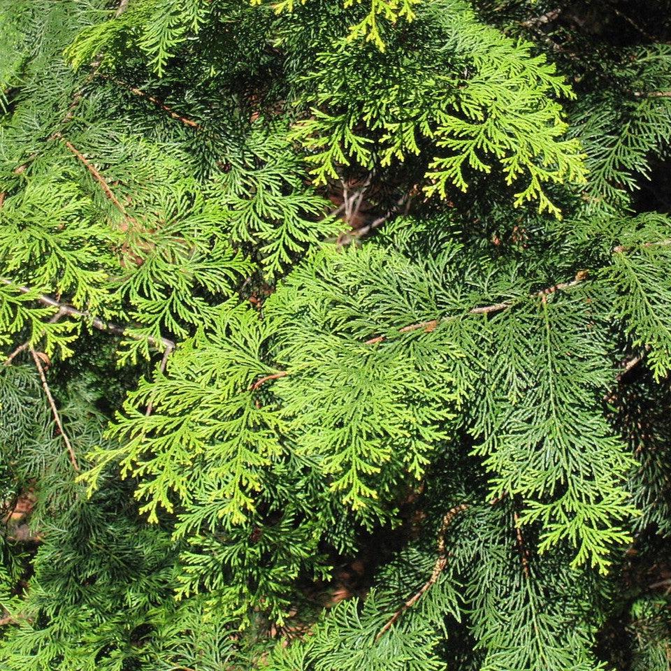 Chamaecyparis obtusa 'Aurea' ~ Gold Hinoki Cypress
