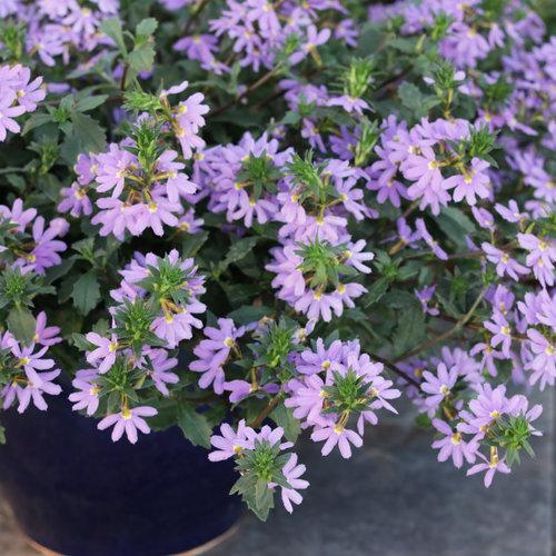 Scaevola aemula ‘Whirlwind Blue’ ~ PW® Whirlwind® Blue Fan Flower