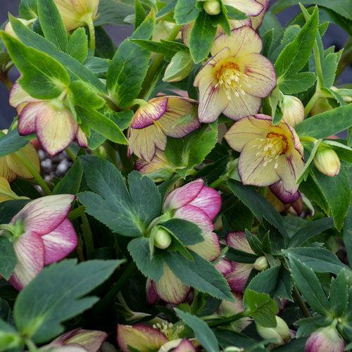 Helleborus 'Tropical Sunset'  - Honeymoon® Tropical Sunset Lenten Rose