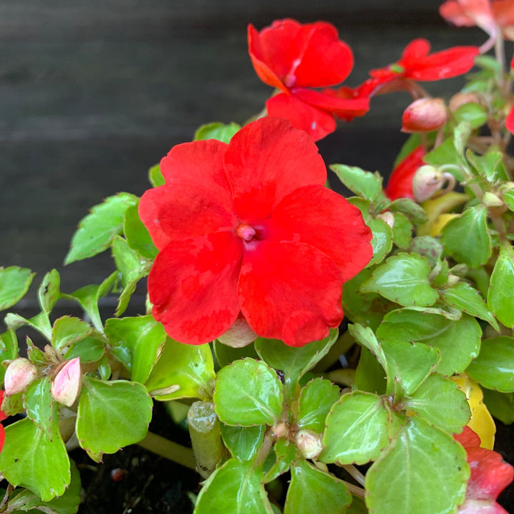 Impatiens walleriana 'PAS1413665' ~ Beacon® Bright Red Impatiens