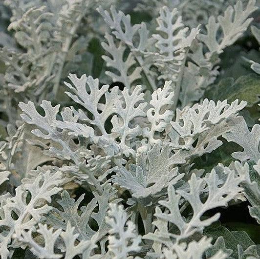 Senecio cineraria 'Silverdust' ~ Silverdust Dusty Miller