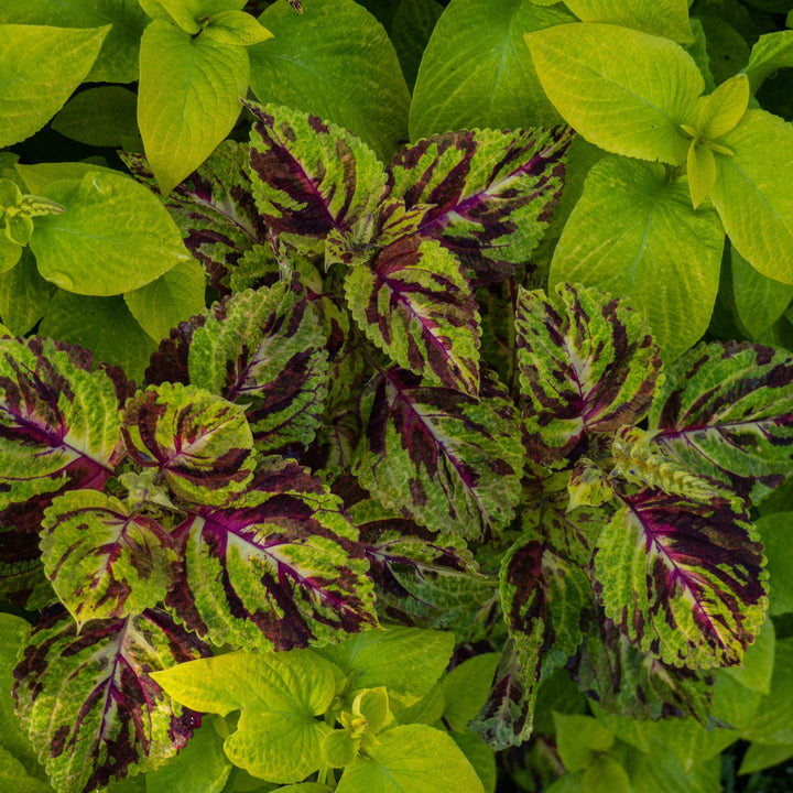 Solenostemon ‘Wizard Mix’ ~ Wizard® Mix Coleus