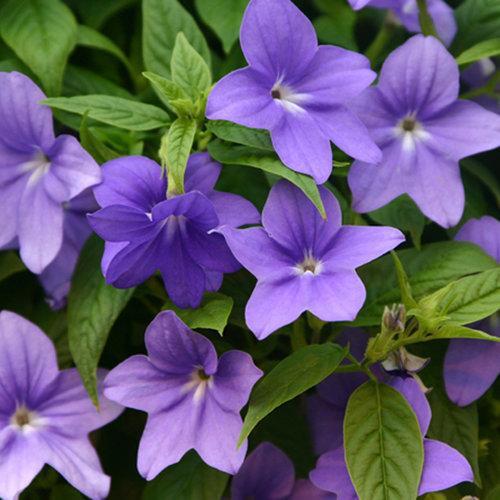 Browallia hybrid ‘UNHBR12’ ~ PW® Endless™ Illumination Bush Violet