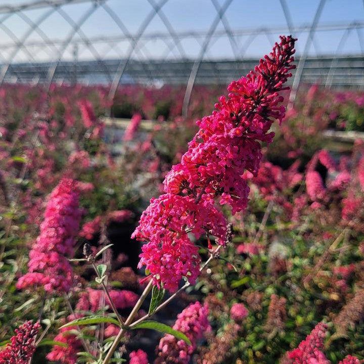 Buddleia davidii 'Prince Charming' ~ Monarch® Prince Charming Butterfly Bush